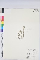 藏品(千根草)的圖片