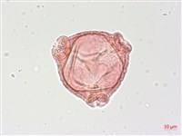 藏品(水丁香)的圖片