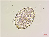 藏品(鐵砲百合)的圖片