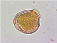 藏品(水苦賈)的圖片