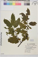 藏品(桶鉤藤)的圖片