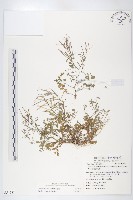 藏品(焊菜)的圖片