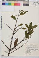 藏品(塔山鼠李)的圖片