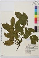 藏品(桶鉤藤)的圖片