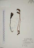 藏品(野菰)的圖片