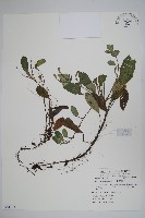 藏品(臺灣附地草)的圖片