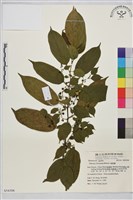 藏品(桶鉤藤)的圖片