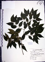 藏品(光果翼核木)的圖片