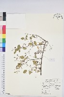 藏品(多花油柑、白仔)的圖片