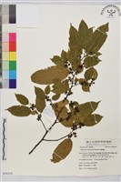 藏品(桶鉤藤)的圖片