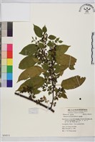 藏品(桶鉤藤)的圖片