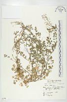 藏品(焊菜)的圖片