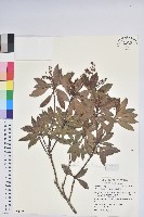 藏品(臺灣馬醉木)的圖片