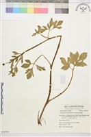 藏品(水辣菜、禺毛茛)的圖片