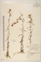 藏品(細葉鼠麴草)的圖片