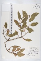 藏品(藤胡頹子)的圖片