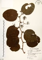 藏品(糙莖菝契)的圖片