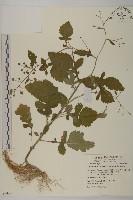 藏品(茯苓菜)的圖片