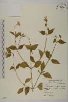 藏品(香澤蘭、飛機草)的圖片