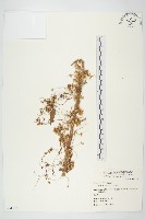 藏品(菟絲子)的圖片