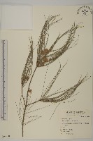 藏品(木麻黃)的圖片