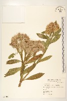 藏品(翼莖闊苞菊)的圖片