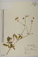 藏品(大花咸豐草)的圖片