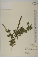 藏品(豬草、瘤果菊)的圖片