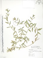 藏品(裂葉月見草)的圖片