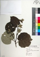 藏品(黃槿)的圖片