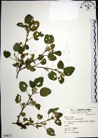 藏品(圓葉金午時花)的圖片