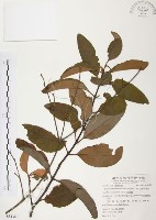 藏品(杜鵑桑寄生)的圖片