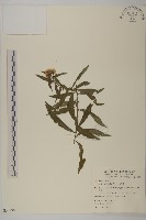 藏品(山白蘭)的圖片