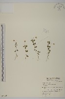 藏品(阿里山繁縷)的圖片