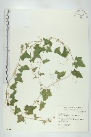 藏品(天花)的圖片
