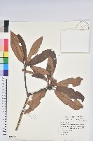 藏品(森氏杜鵑、森氏滿江紅)的圖片