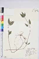 藏品(山靛)的圖片