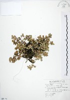 藏品(小椒草)的圖片