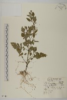 藏品(茯苓菜)的圖片