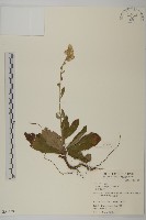 藏品(臺灣艾納香)的圖片