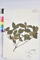 藏品(守城滿山紅、馬禮士杜鵑)的圖片