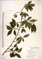 藏品(華八仙)的圖片