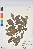 藏品(土密樹)的圖片