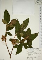 藏品(野牡丹)的圖片