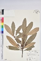 藏品(臺灣杜鵑)的圖片