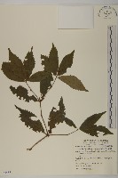 藏品(草珊瑚、紅果金粟蘭)的圖片