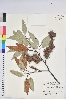 藏品(火燒柯、栲樹)的圖片