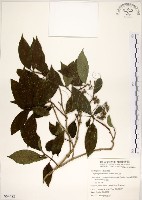 藏品(華八仙)的圖片