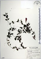 藏品(倒地蜈蚣、四角銅鑼)的圖片