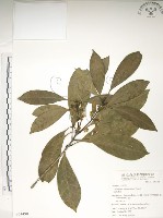 藏品(大葉木犀)的圖片